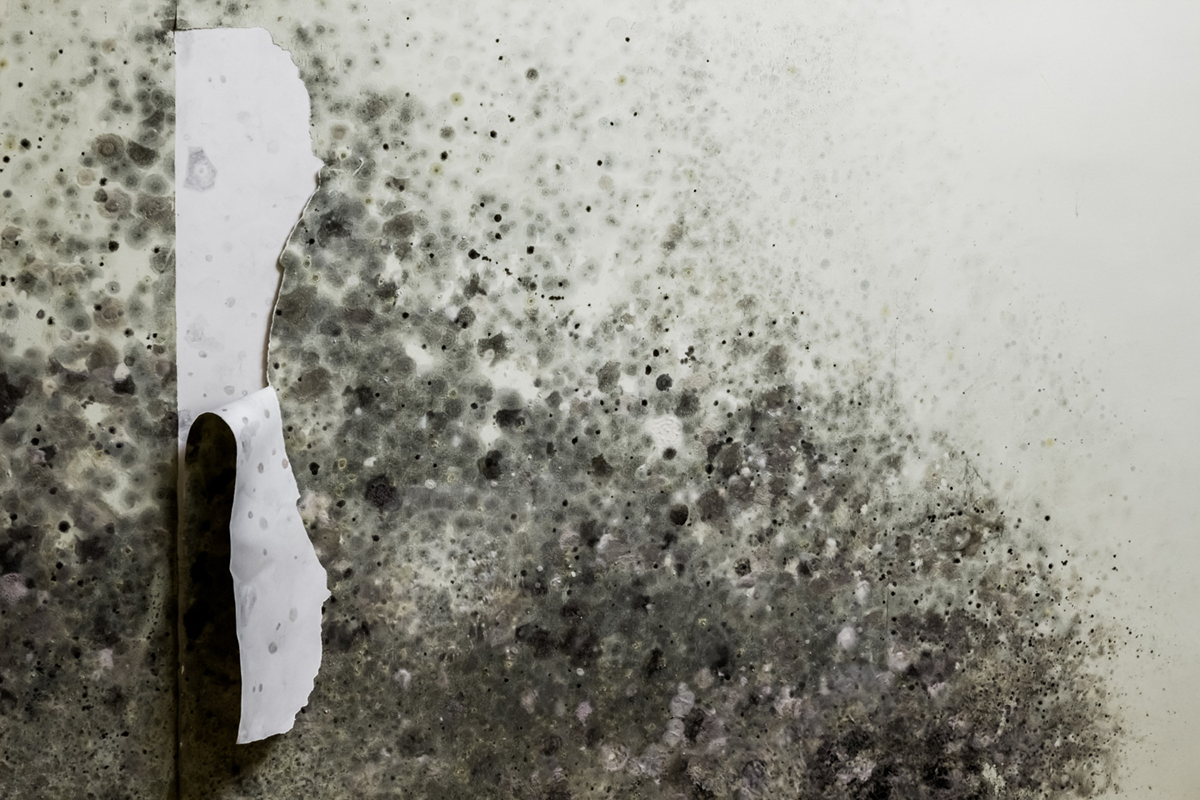 How to Remove Mold From Your Home